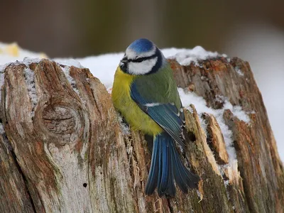 Зимние краски природы: Фото птиц Хабаровского края в зимнем наряде