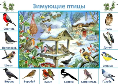 Зимний фотоальбом: Птицы Хабаровского края на красочных снимках