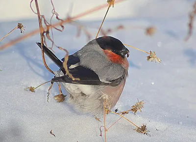 Зимний птичий парад: Фотографии птиц Хабаровска в холодном великолепии