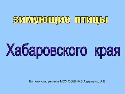 Зимнее птичье волшебство: Фото Хабаровского края