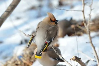 Зимний калейдоскоп: Фотографии птиц в зимних красках