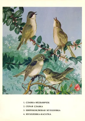 Зимние пернатые художники: Фотографии птиц Хабаровска в красочных тонах