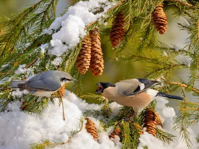 Зимние крылья в объективе: Фото зимующих птиц Хабаровского края