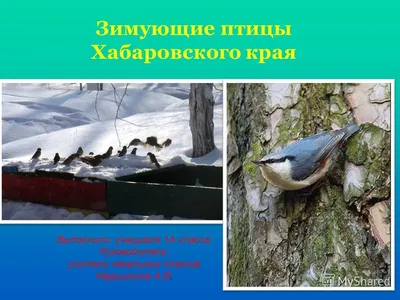 Зимний птичий рай в объективе: Хабаровск и его пернатые обитатели