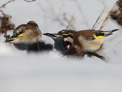 Зимняя симфония природы: Фотографии птиц Хабаровского края