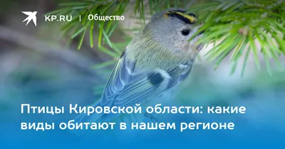 Зимние птицы кировской области: красивые фотографии для вашего использования