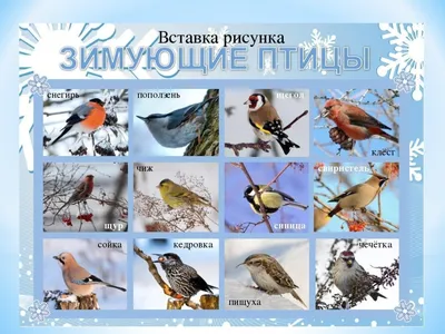 Зимние краски: Фотографии зимующих птиц в ленобласти