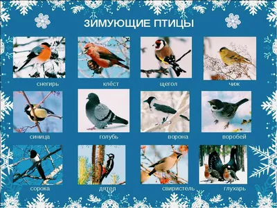 Волшебство зимних крыльев: Фотографии зимующих птиц