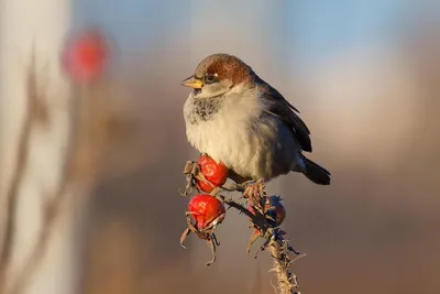 Зимние зрелища: Фотографии ленобластных зимующих птиц
