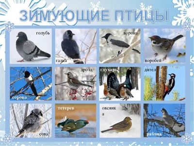 Зимующие птицы ленинградской области фотографии