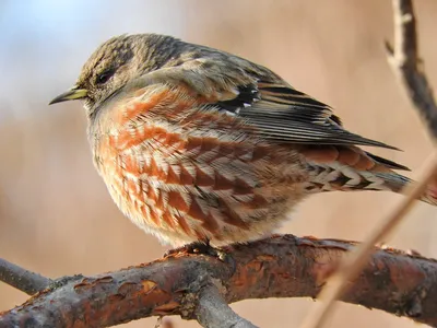Зимний фотовальс: Птицы ленобласти на фотографиях