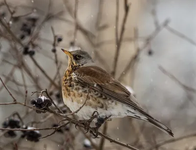 Зимнее настроение: Фотогалерея зимующих птиц