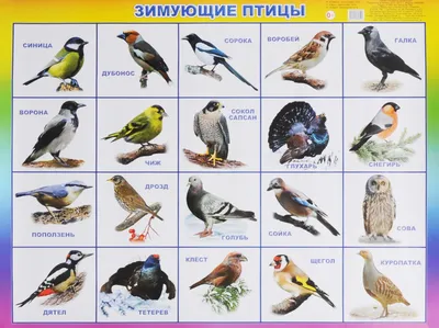 Изображения зимующих птиц: скачать в PNG формате