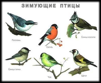 Зимующие птицы: разные форматы изображений (JPG)