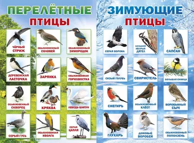 Фото зимних птиц в Нижегородской области (JPG)