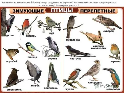 Зимние птицы: изображения в различных форматах