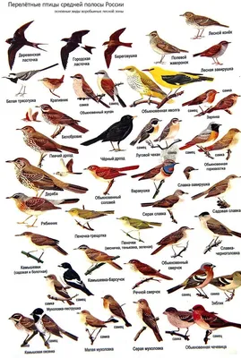 Изображения зимующих птиц: JPG, PNG, WebP
