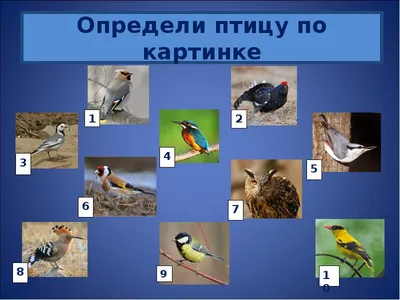 Картинки зимних птиц в разных форматах