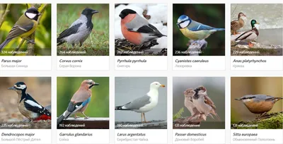 Изображения зимующих птиц: скачать в JPG