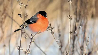 Зимующие птицы: фото в разных форматах изображений