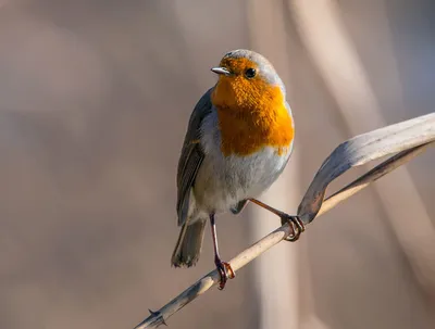 Изображения зимующих птиц: скачать в WebP