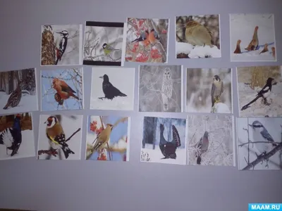Картинки зимних птиц: скачать в JPG