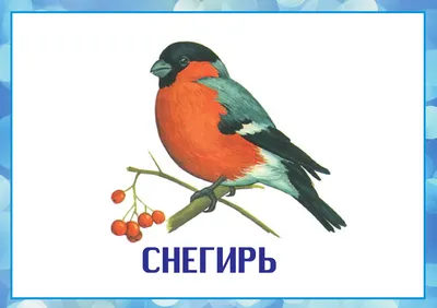 Изображения зимующих птиц в WebP формате (JPG)