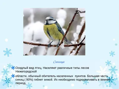 Зимующие птицы: скачать изображения в JPG