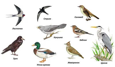 Картинки зимующих птиц: скачать в PNG формате