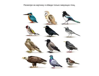 Изображения зимующих птиц в Нижегородской области (PNG)