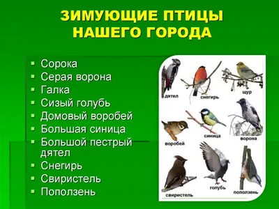 Зимние птицы: скачать фото в разных размерах (JPG)