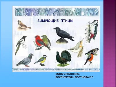 Изображения зимующих птиц: разные форматы для загрузки