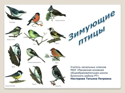 Фотка зимующих птиц в WebP формате