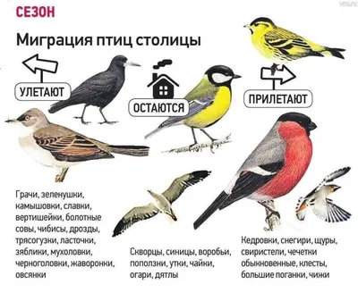 Фотографии зимующих птиц Подмосковья: обогатите свою коллекцию потрясающими снимками