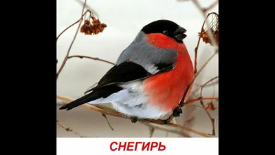 Зимующие птицы ростовской области фотографии