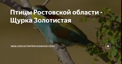 Зимние художники небес: Фото зимующих птиц Ростовской области