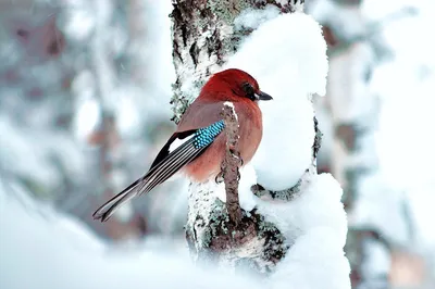 Зимний альбом природы: Фотографии зимующих птиц