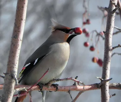 Зимний праздник красок: Картинки зимующих птиц