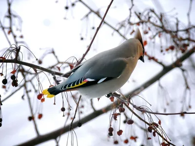 Зима в кадре: Фотка зимующих птиц в Ростовской области