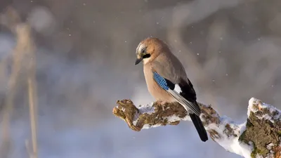 Коллекция фотографий зимующих птиц на северо-западе России