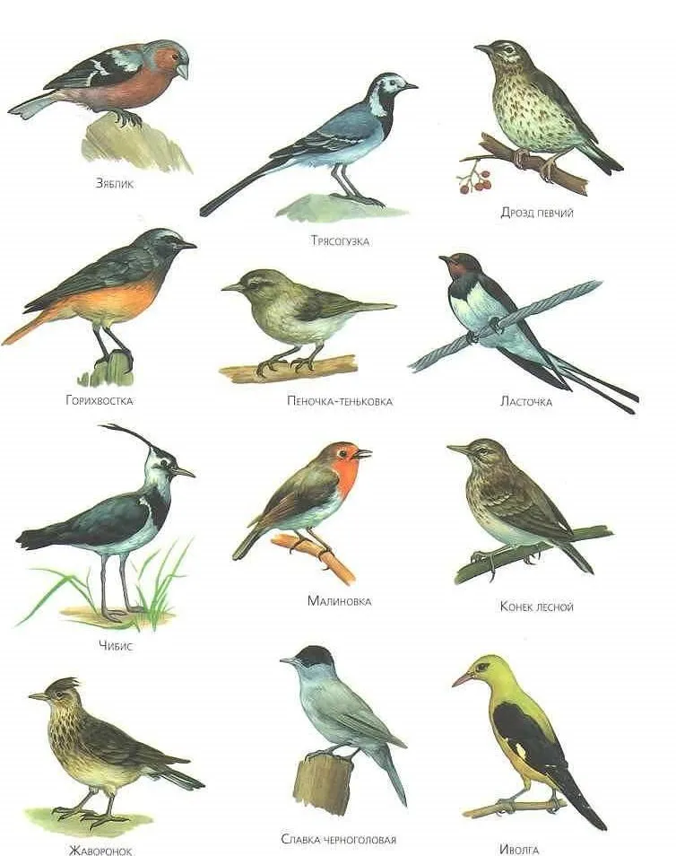 Птицы Сибири (фото)