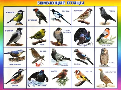 Зимние птицы Татарстана: Изображения в PNG