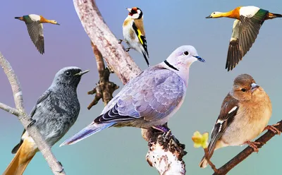 Зимние птицы Татарстана: Картинки в WebP