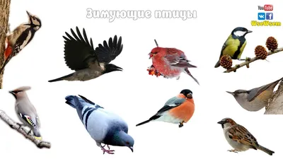 Зимующие птицы татарстана фотографии