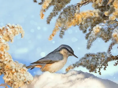Зимние птицы и морозные пейзажи: Фото в WebP
