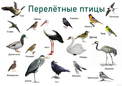Фотографии зимних птиц Татарстана: Формат WebP