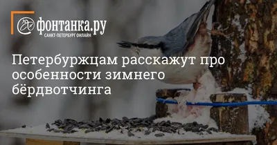 Фотографии зимующих птиц в ульяновской области: выбор форматов 