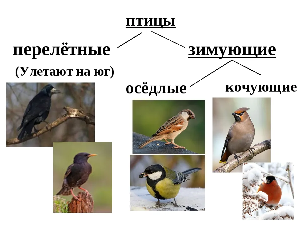 Картины: Зимующие и Перелетные птицы