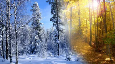 Снежные шедевры: фотоальбом с множеством вариантов загрузки