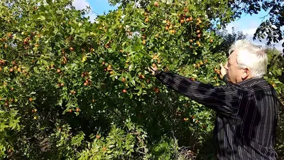 Зизифус дерево в объективе фотографа: природная симфония красок